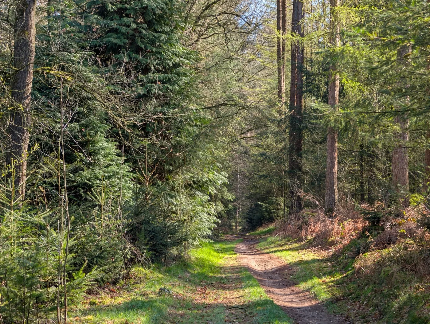 Woodland trail at Hicks Lodge