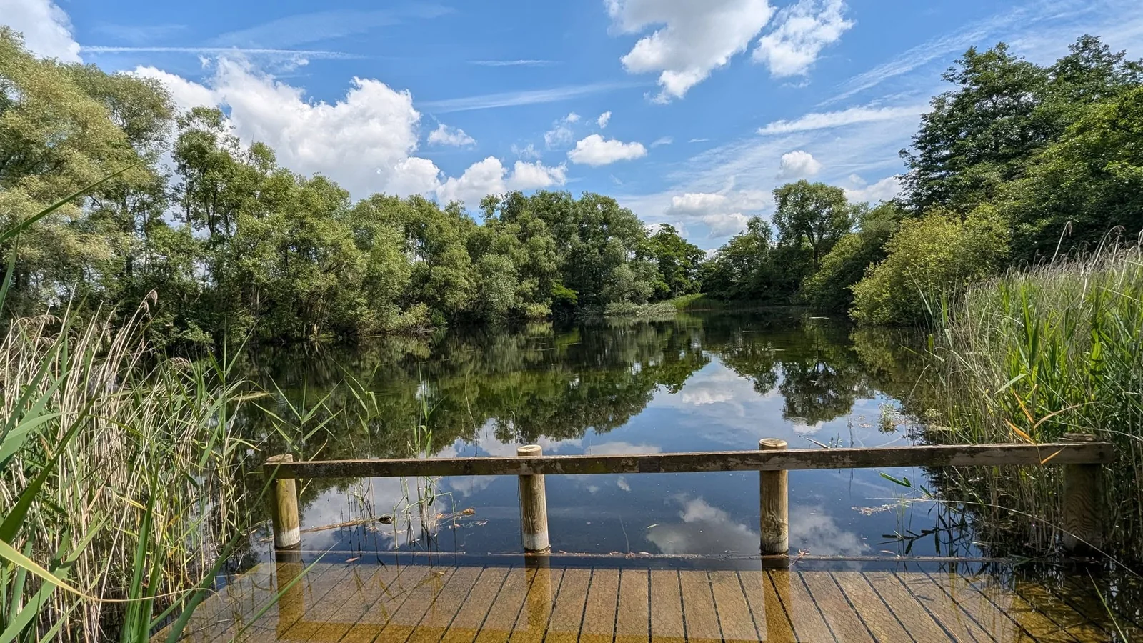 Wetland and woodland landscape near Drakelow
