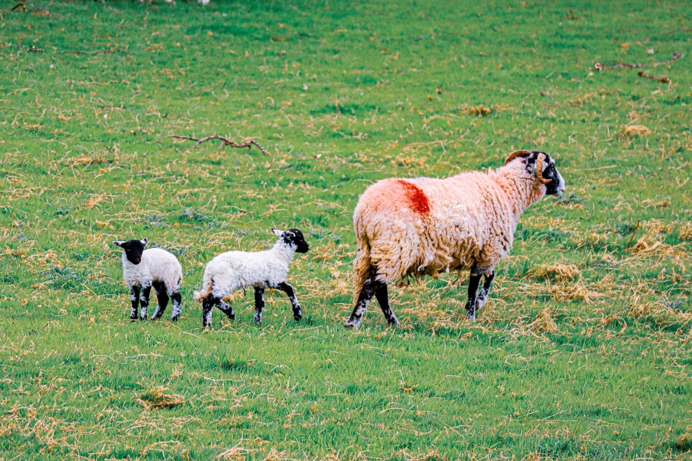 Sheep and lambs grazing in open countryside